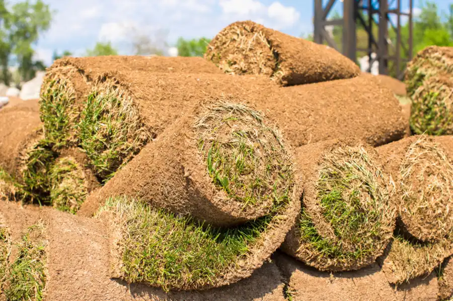 Common Mistakes To Avoid During Sod Installation in Brownsville, TX