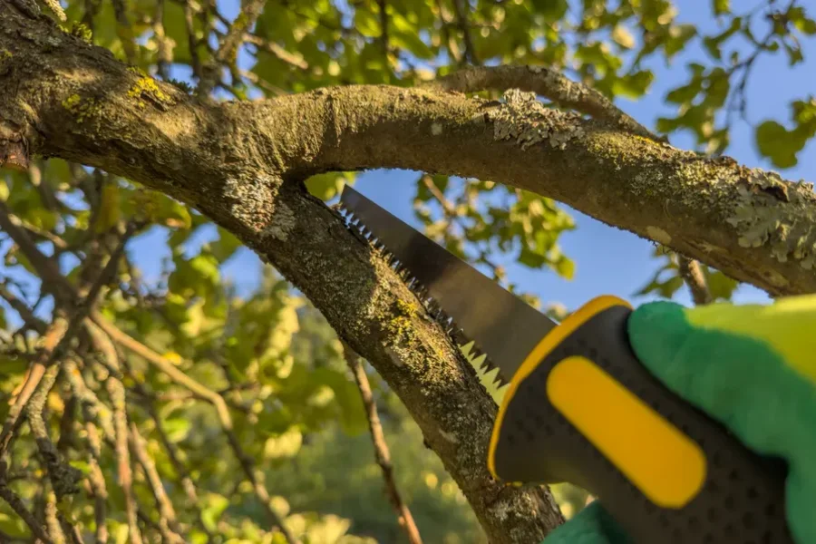 Experienced Tree Trimming Brownsville, TX