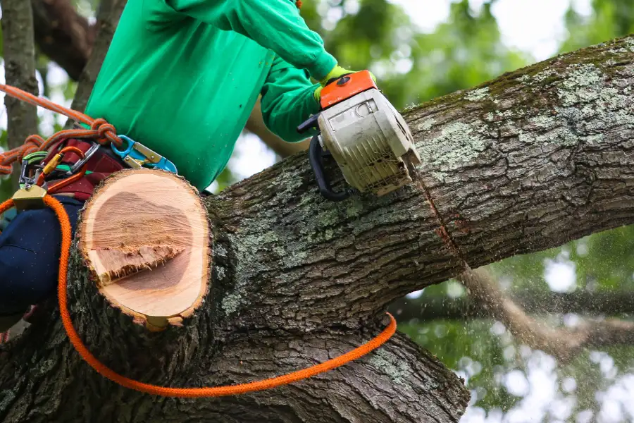 Professional Tree Trimming Brownsville, TX