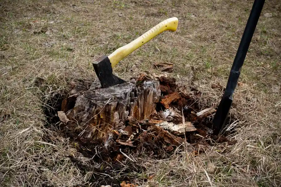 Stump Removal Techniques For Different Tree Types Brownsville, TX