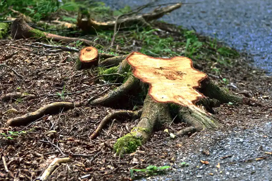 Stump Removal Techniques For Different Tree Types in Brownsville, TX