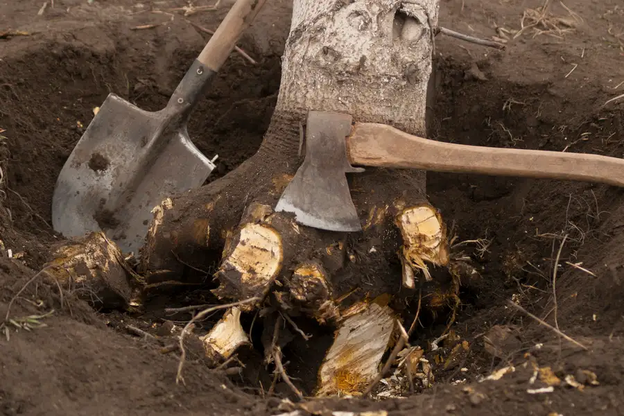 What To Expect During A Stump Removal Process in Brownsville, TX